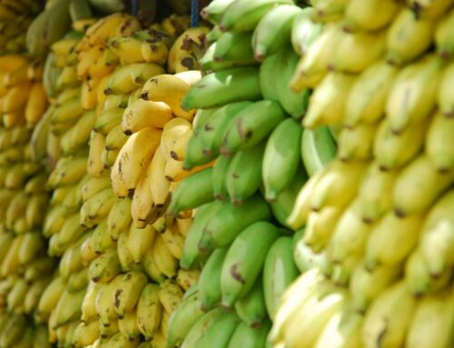 Climate change threatens future of banana export industry