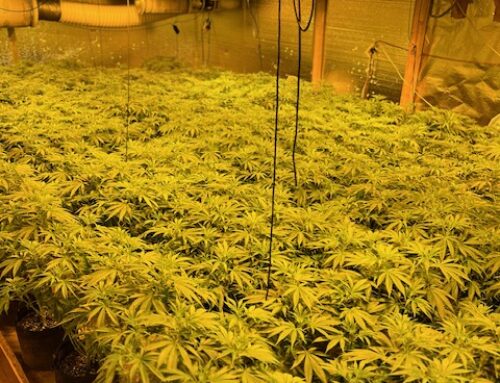 Dixfield bust yields 23 pounds of cannabis, 1,600 plants, police say