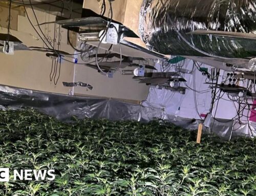 Wallasey: Merseyside Police seize 149 cannabis plants after tip-off