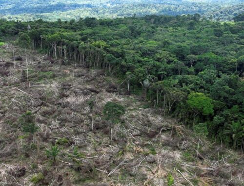 ‘Couldn’t make it up!’ Amazon forest felled to build four-lane highway for Cop30 climate summit