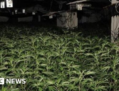 Hundreds of cannabis plants seized by police