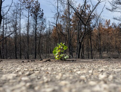 World climate report warns of growing risks to lives, economy and planet