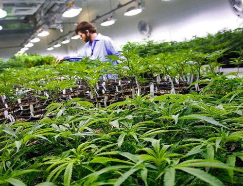 What’s happening with MA’s legal cannabis industry? ‘Plummeting prices, rising potency’