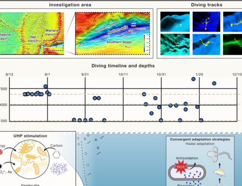 Mariana Trench expedition discovers new lifeforms flourishing in deep-sea environment