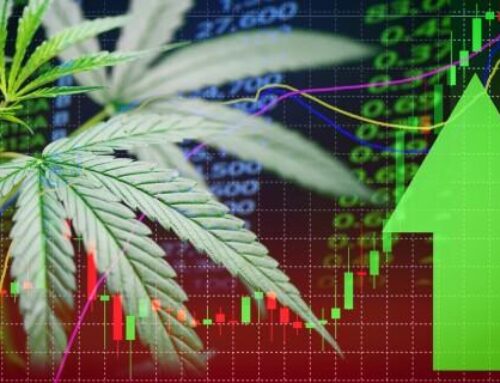 420 Seeds Shares Insights on Global Cannabis Market