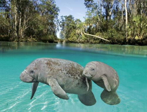 Environmental nonprofit sues to learn effects of cost-cuts on manatee, coral protections in Florida