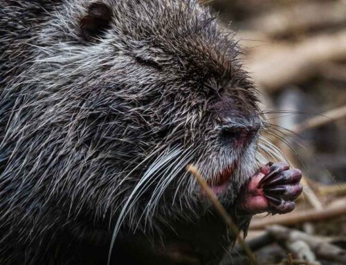 Would You Eat This Invasive Swamp Rodent to Protect the Environment?