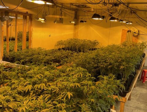 CHP, Cannabis Control locate illegal grow in Oakland, seize $20M in plants