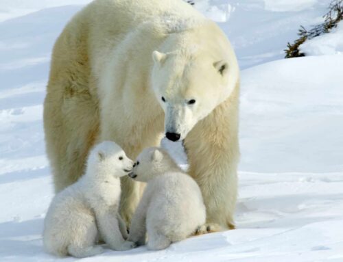 Polar Bear Fur’s Icy Secret Could Revolutionize Aviation and Renewable Energy