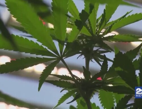 Cannabis commission says they need funding increase