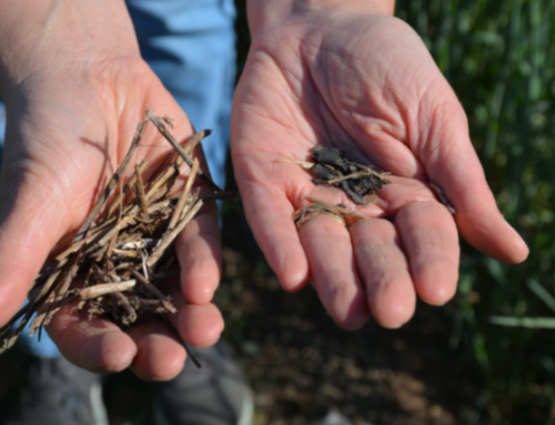 AgriLife Research soil scientist tackles semiarid environment