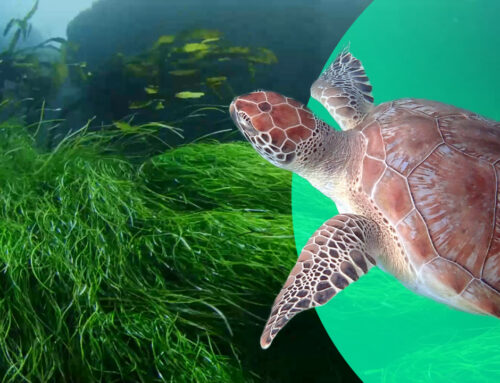 The Saya de Malha Bank, a ‘forgotten ecosystem’ in need of protection