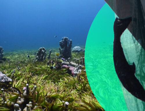 In the Saya de Malha Bank, sharks are being hunted to extinction for their fins