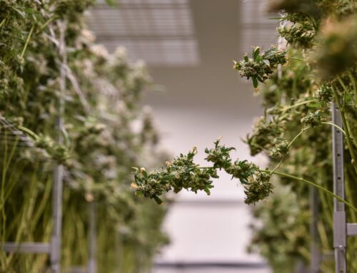MS Band of Choctaw Indians could be selling cannabis on Tribal lands soon. What to know