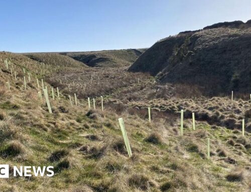 Charity plants 60,000 trees to benefit environment
