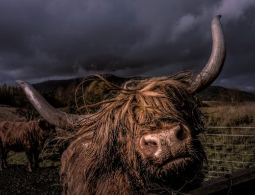 Bitcoin News (BTC): KULR Boosts Bitcoin Treasury to 800 BTC