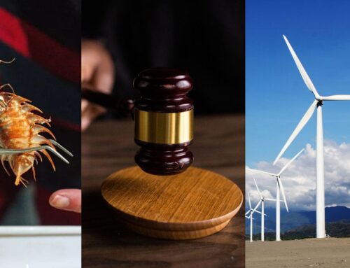 Positive environmental stories from 2025