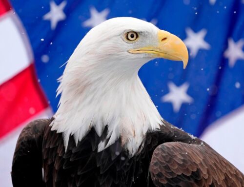 Investors ask ‘what next’ as the American fever breaks