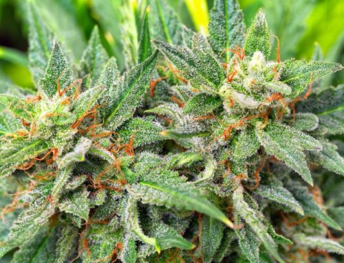 17 Lessons Learned in Commercial Cannabis Cultivation