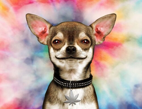 What to do if your pet eats weed