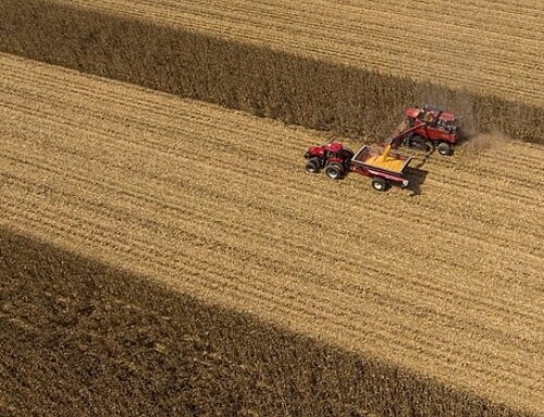 Arkansas farmers investing in corn with confidence | Pine Bluff Commercial News