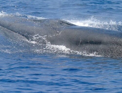 Environmental groups sue Trump Administration to protect endangered Gulf species