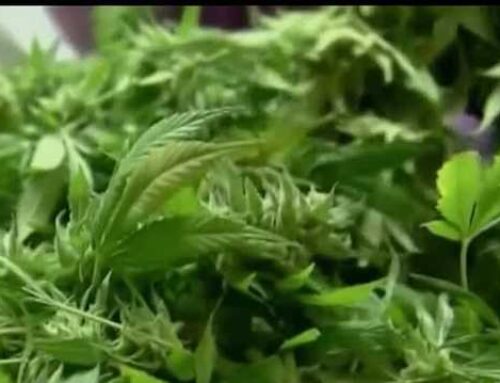 ‘Someone who denies the legitimacy of medical cannabis’: Lawmakers confirm Cannabis Commis