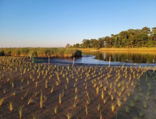 Maryland DNR Launches Living Lab To Fight Climate Change, Boost Environmental Education
