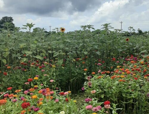 Wildflowers benefit Arkansas environment and economy