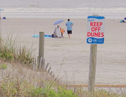 Kiawah Island Beach ordinance changes to protect wildlife, environment