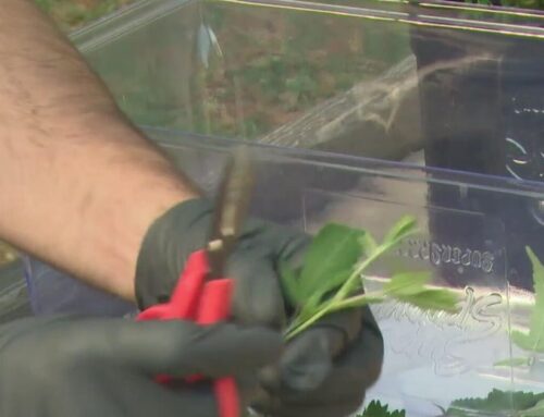 Cal State East Bay offers students the chance to earn cannabis certifications