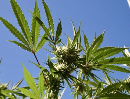 Trump picks anti-cannabis prosecutor for pardon attorney (Newsletter: May 16, 2025)