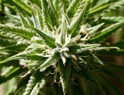 DEA’s contrasting cannabis legalization stance in new report (Newsletter: May 19, 2025)