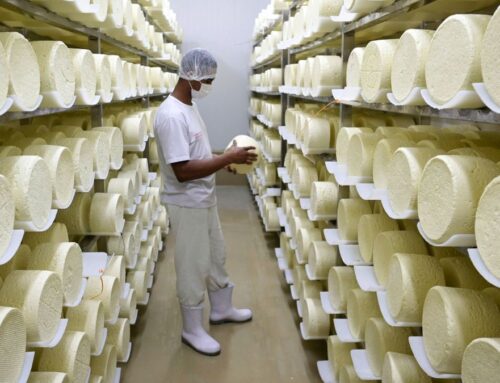 The Week Unwrapped: Why is cheese so bad for the environment?
