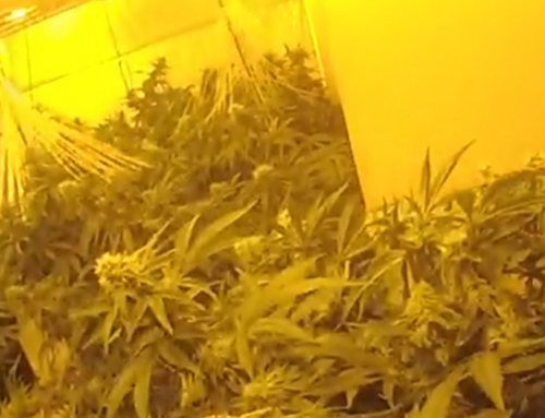 Goldthorpe cannabis farm uncovered after reports of a break-in