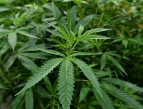 Counties raise questions on cannabis sales taxes