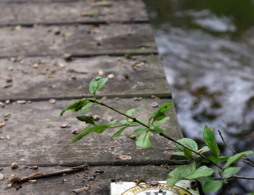 Trump’s dismantling of AmeriCorps puts Wisconsin environmental service program at risk