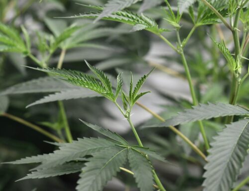 Quick committee passage of marijuana legalization bill by Pa. House Democrats angers GOP