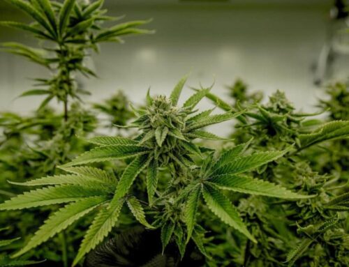 Texas House Approves Bill Expanding State Medical Cannabis Program