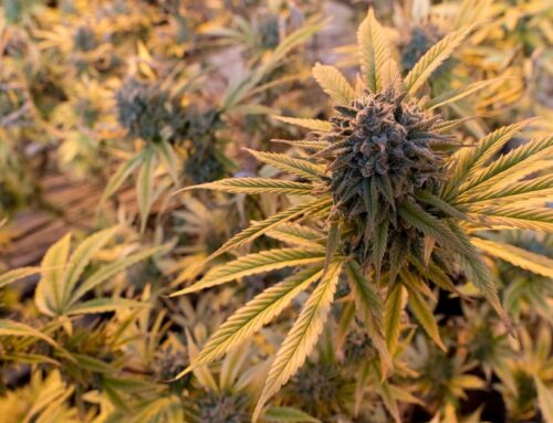 Spin Control: SNL skit foreshadowed change in Washington’s cannabis laws