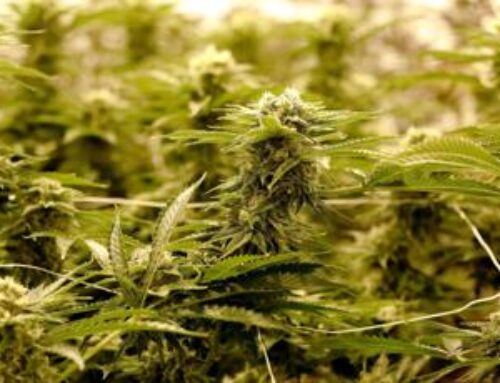 Growing the cannabis industry means evolving the rules