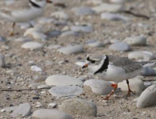 Environmental lawyers tell courtroom Ottawa’s protections for piping plovers flawed