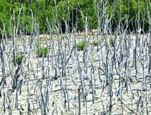 Mangrove Restoration Update
