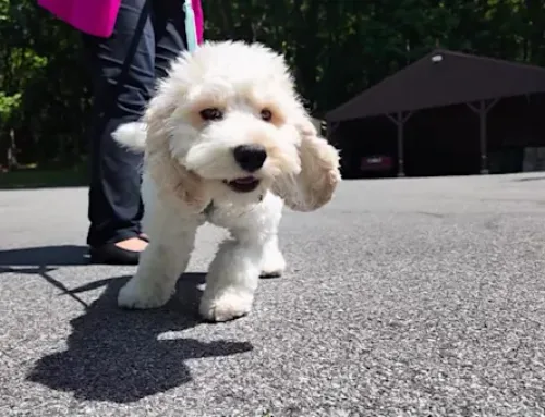 Puppy hospitalized after cannabis exposure; owner issues warning