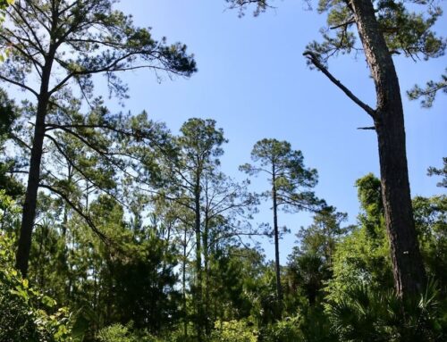 Who was behind Florida’s latest public land deal? DeSantis won’t say.