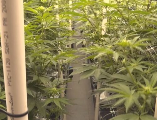 Pillen submits new commission appointments, but medical cannabis proponents question motiv