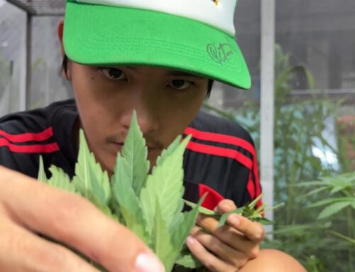 Thailand set to restrict recreational cannabis use