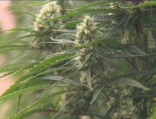 Texas Senate committee hears testimony on bill to expand medical cannabis program