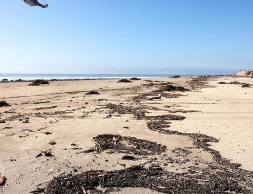 Months after the fires, how safe is it to swim at L.A.’s beaches?