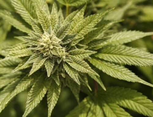 Over $8.4 million in weed, 643 pounds of mushrooms seized in Orange County